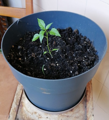 Ardei PULA Verde - 21 Iulie