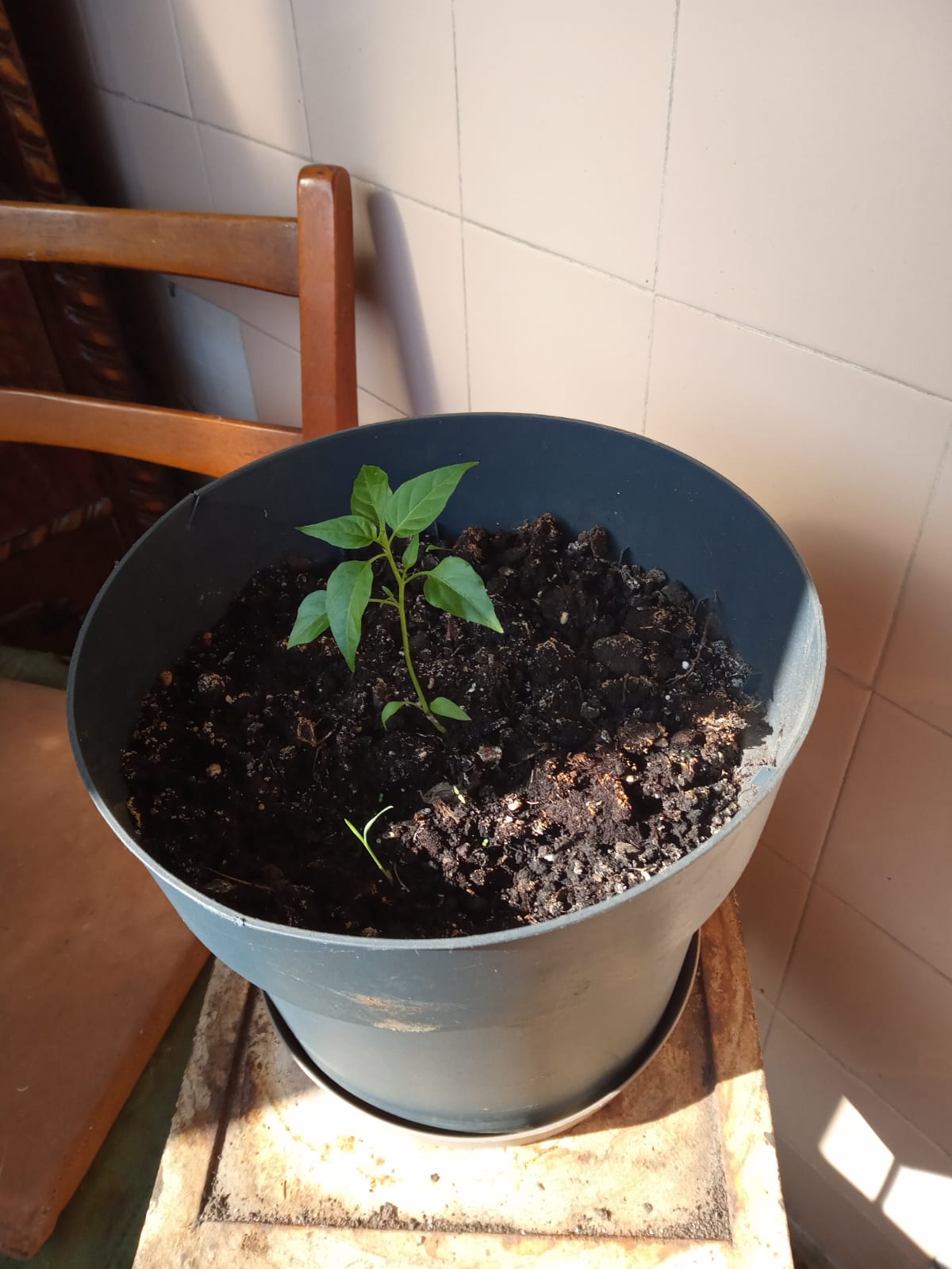 Ardei PULA Verde - 24 Iulie