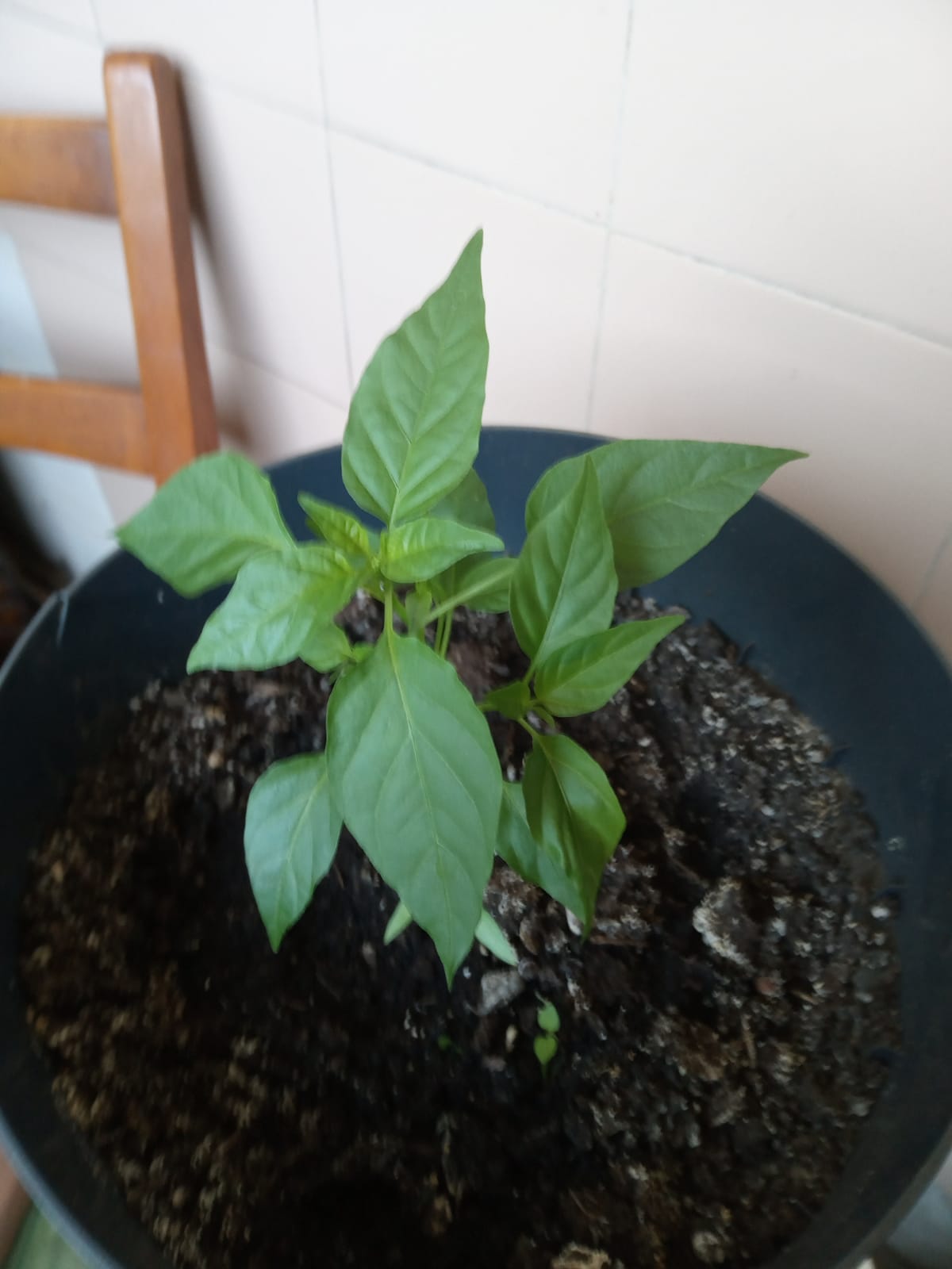 Ardei PULA Verde - 3 August