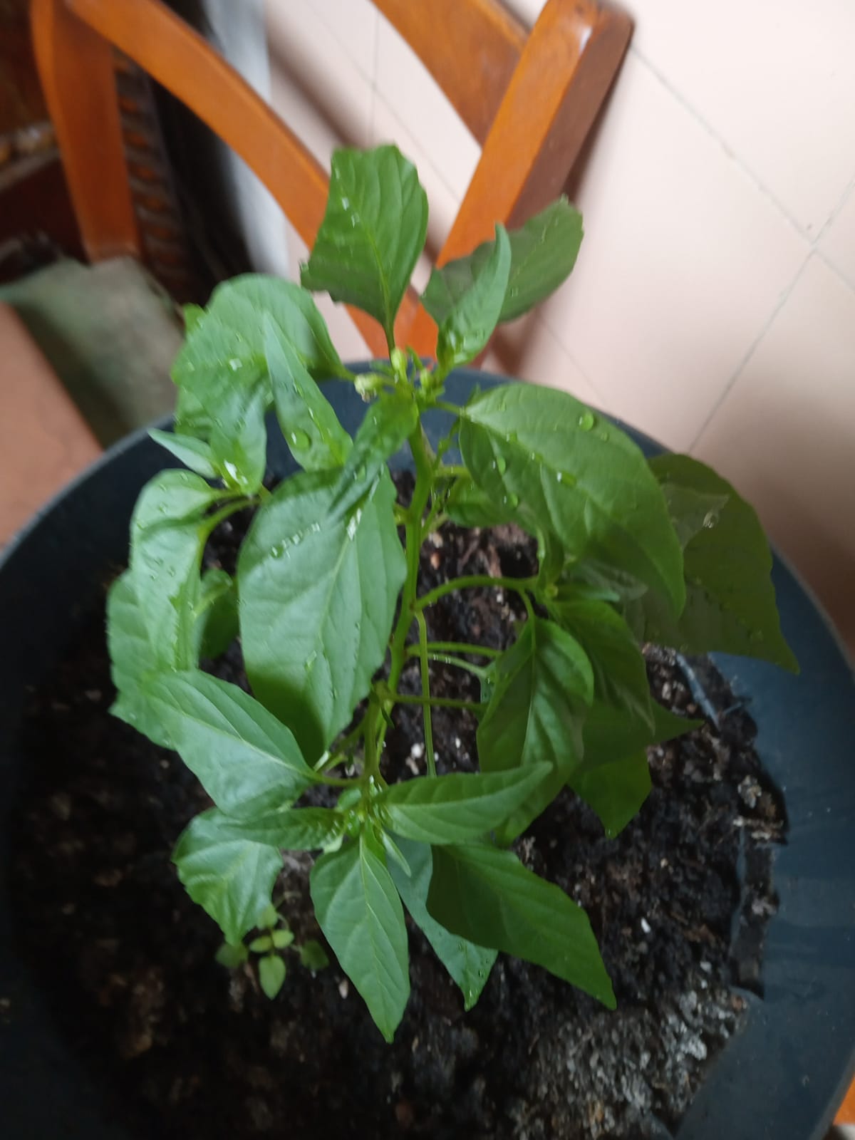 Ardei PULA Verde - 12 August, cu flori