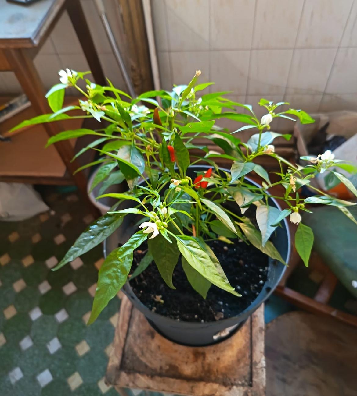 Recolta finală PULA